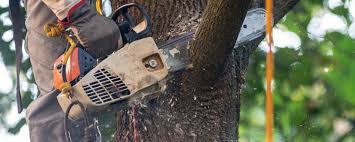 Best Pest Control for Lawns  in Reading, PA