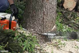 Best Commercial Tree Services  in Reading, PA
