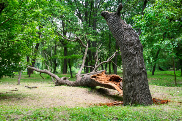 Best Root Management and Removal  in Reading, PA