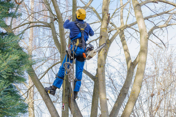 Trusted Reading, PA Tree Care Experts