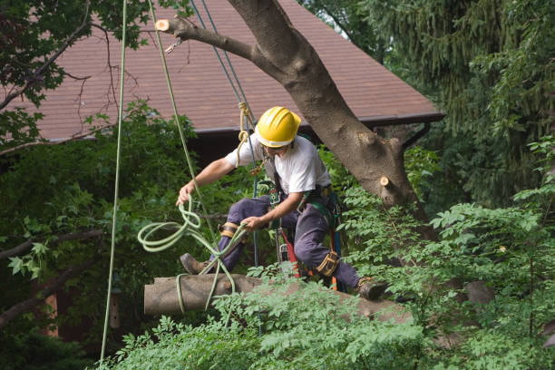 Lawn Renovation and Restoration in Reading, PA