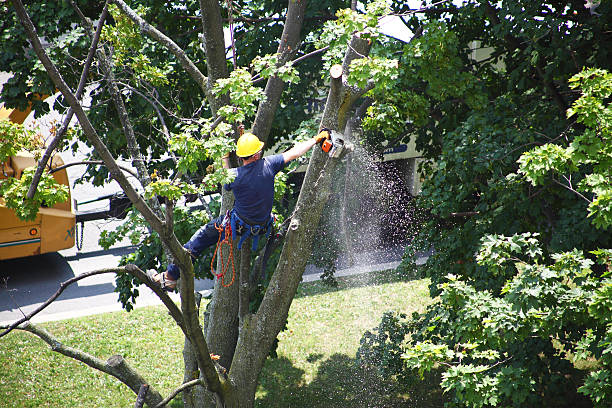 Best Tree Cabling and Bracing  in Reading, PA